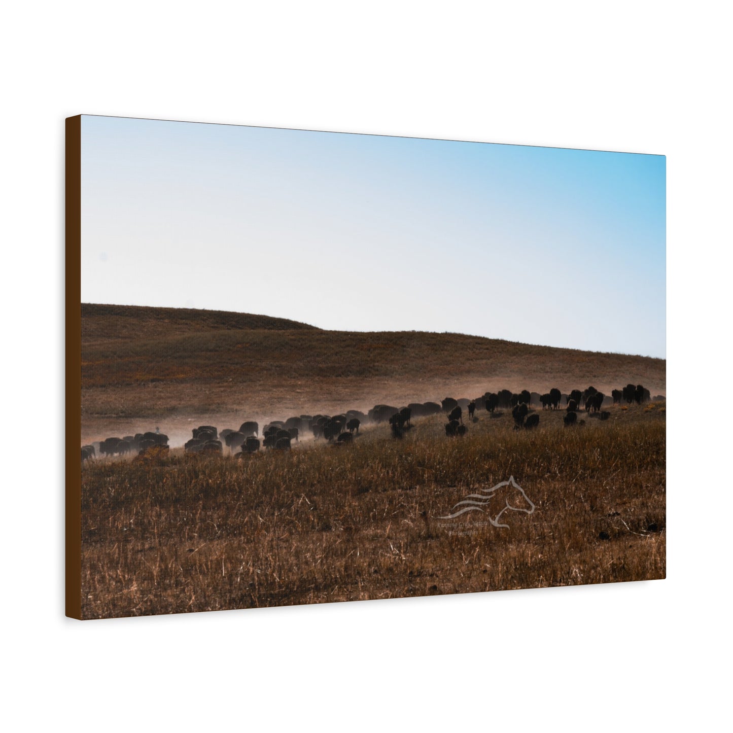 Buffalo Herd Canvas