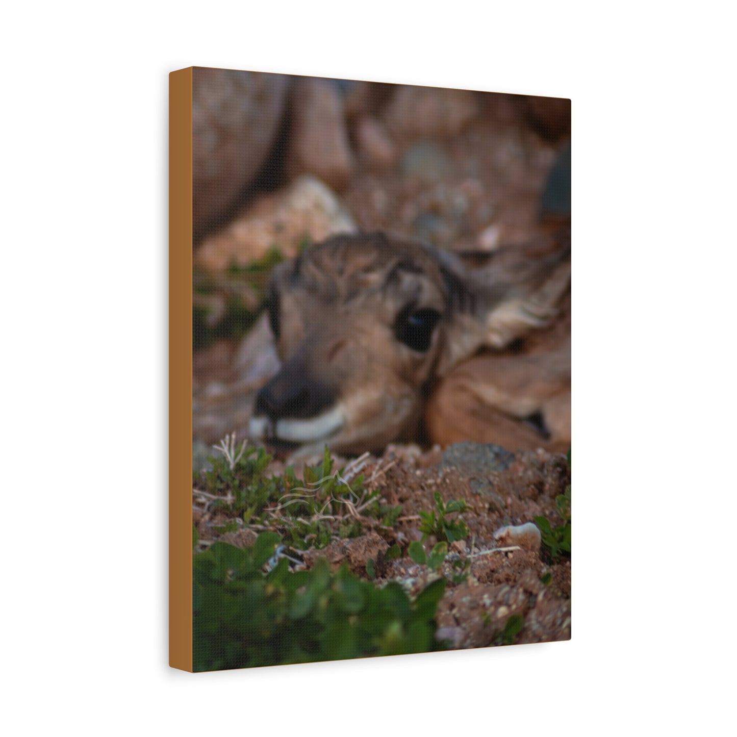 Gentle Antelope Fawn Canvas