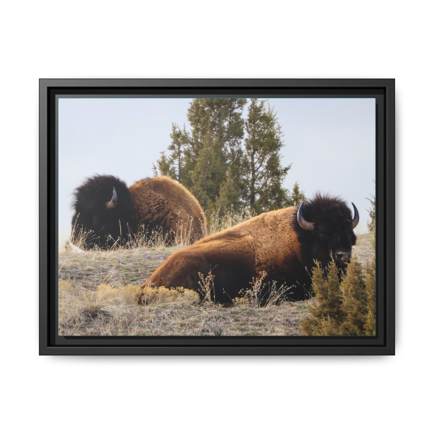 Two Bull Buffalo Framed Canvas