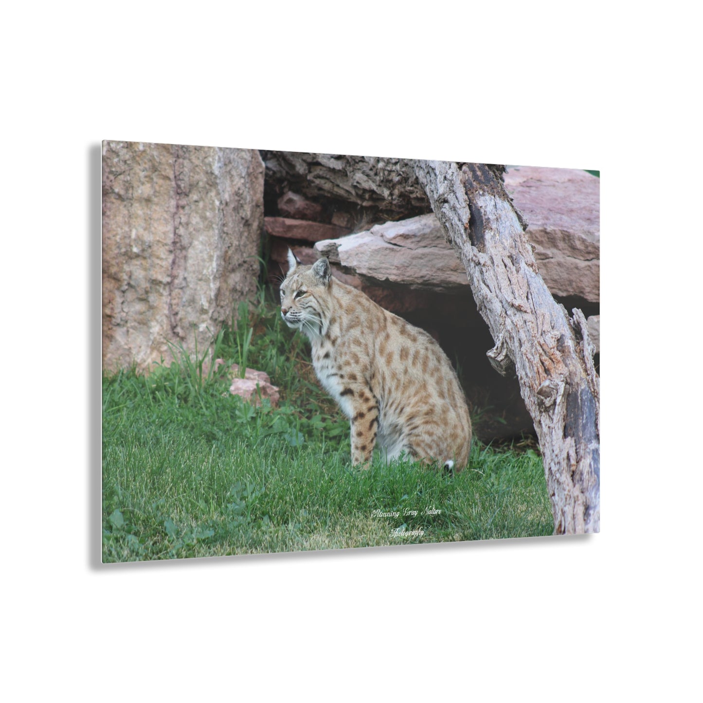 Sitting Bobcat Acrylic Prints