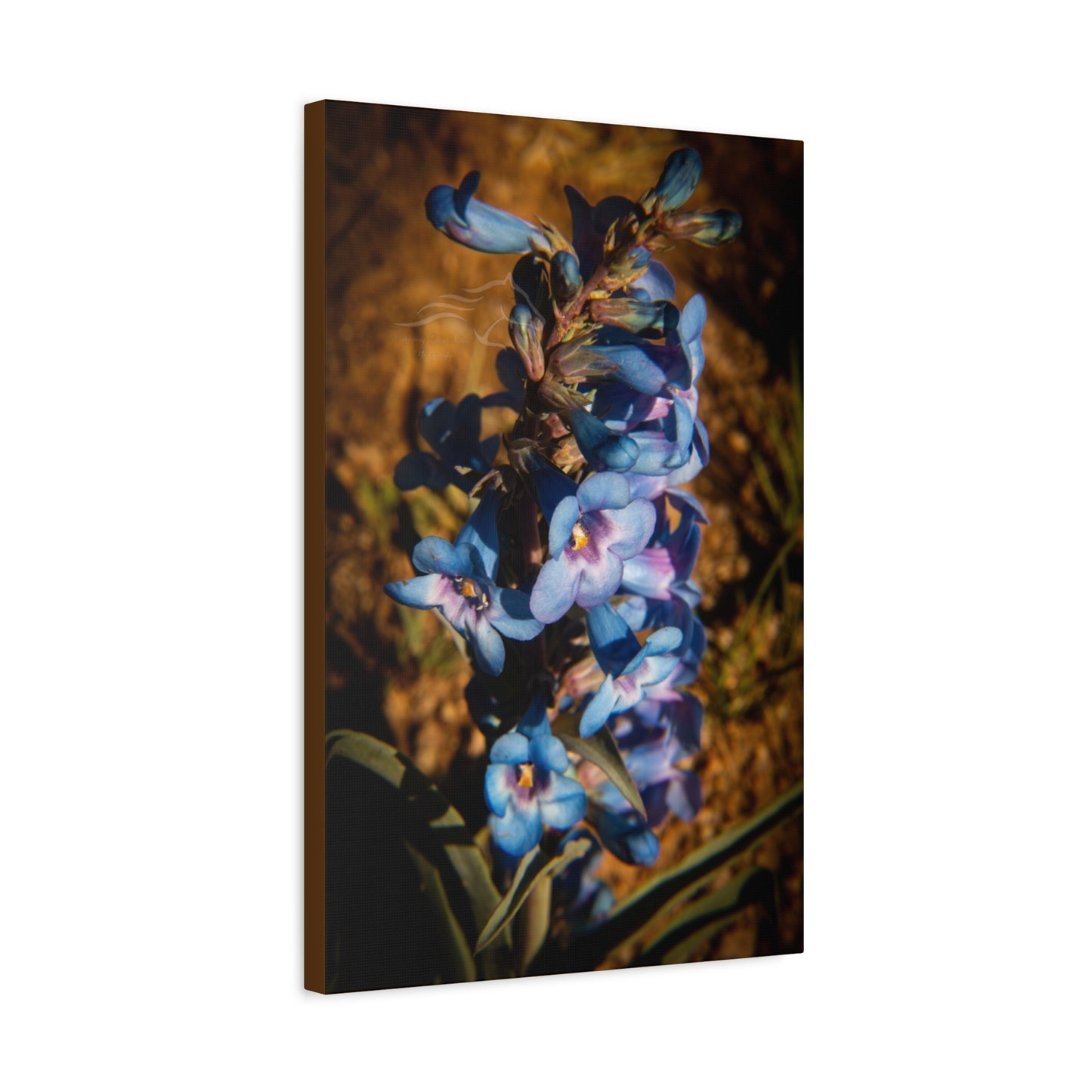 Showy Penstemon Canvas