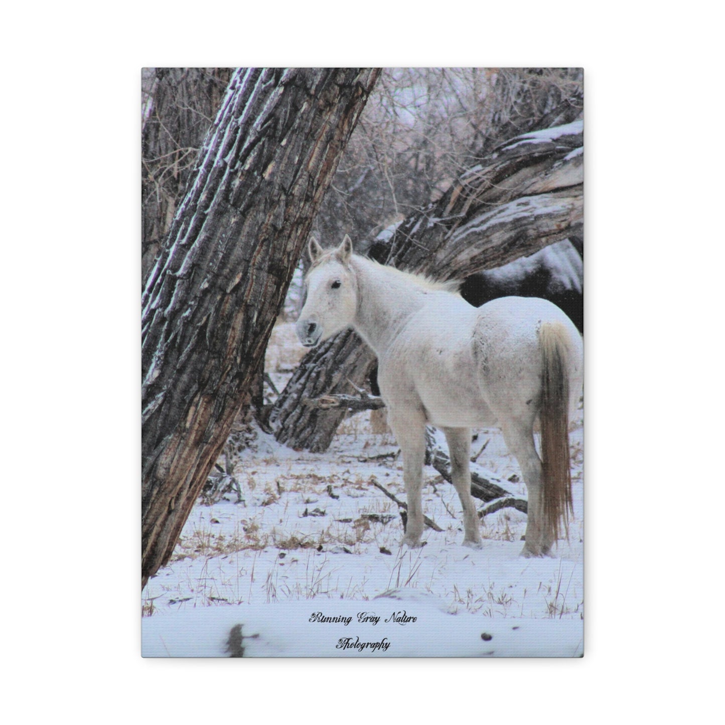 Winter White Horse Matte Canvas, Stretched, 1.25"