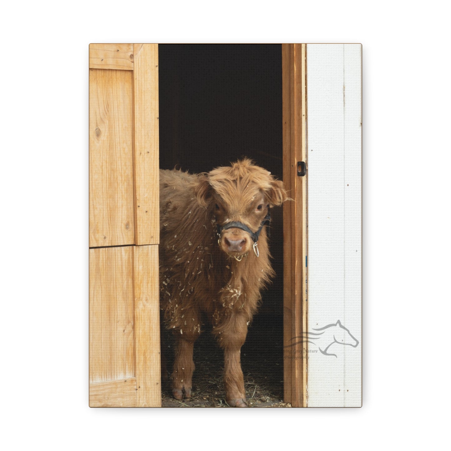 Little Highlander Canvas