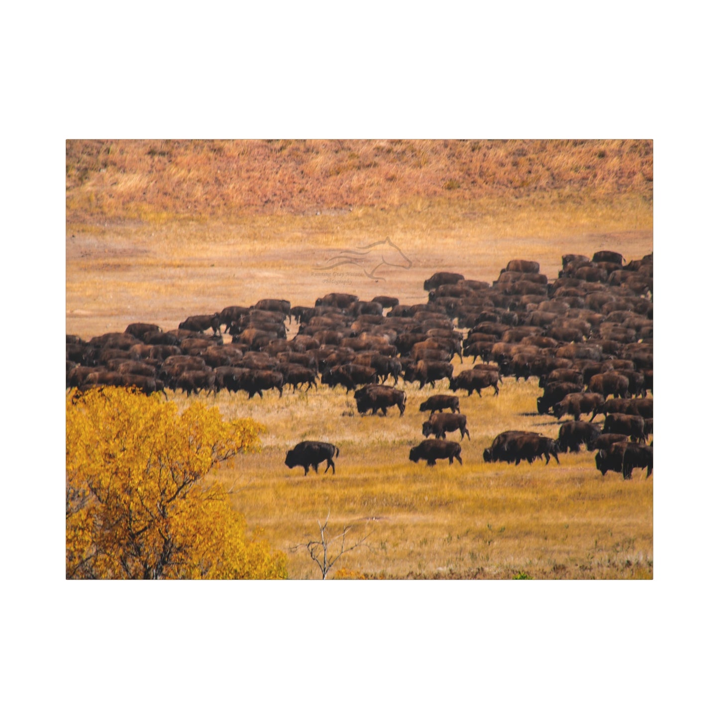 Buffalo all Gathered Canvas