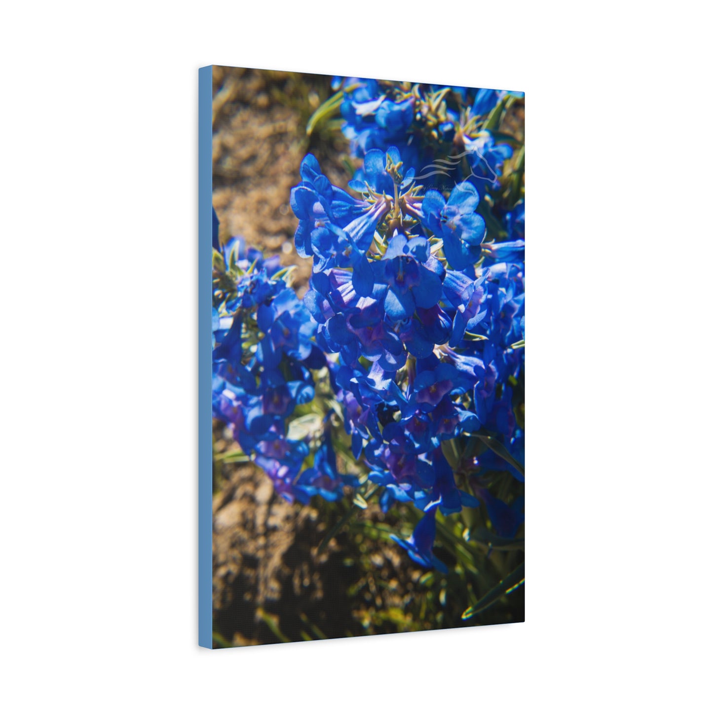 Rocky Mountain Beardtongue Canvas