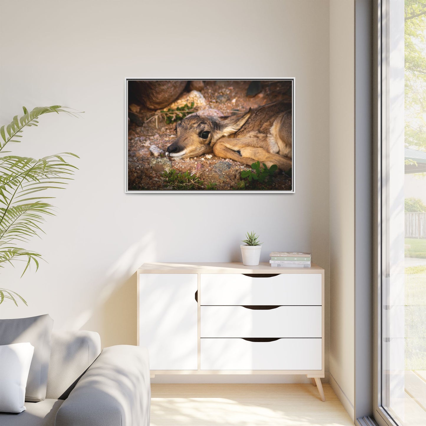 Baby Antelope Framed Canvas