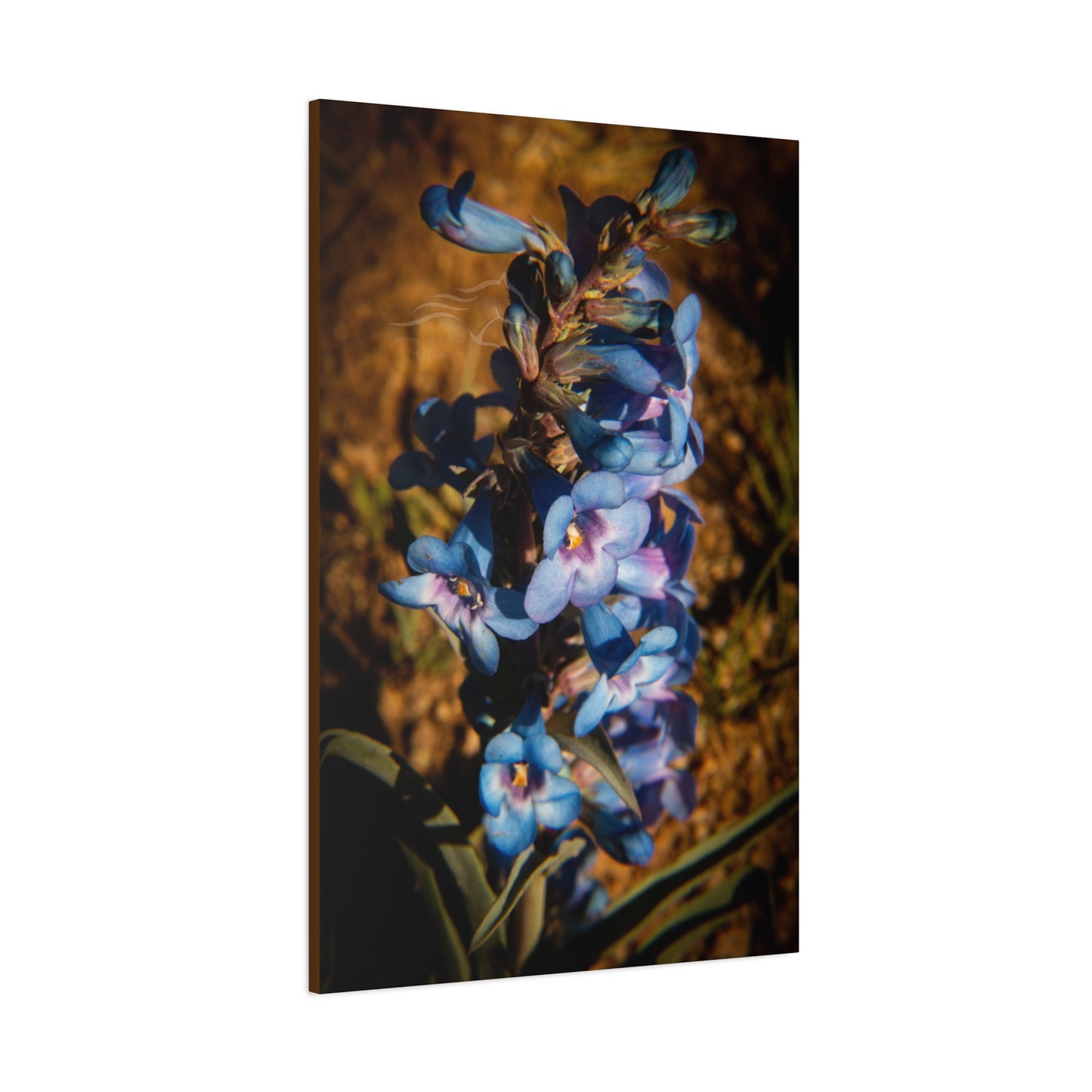 Showy Penstemon Canvas