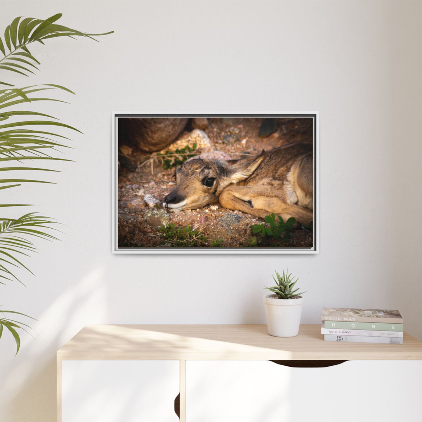 Baby Antelope Framed Canvas