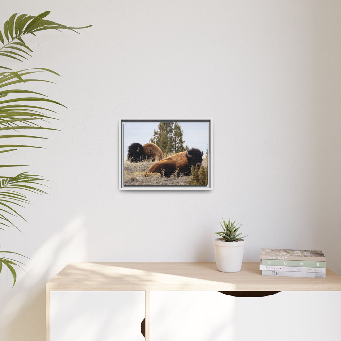 Two Bull Buffalo Framed Canvas