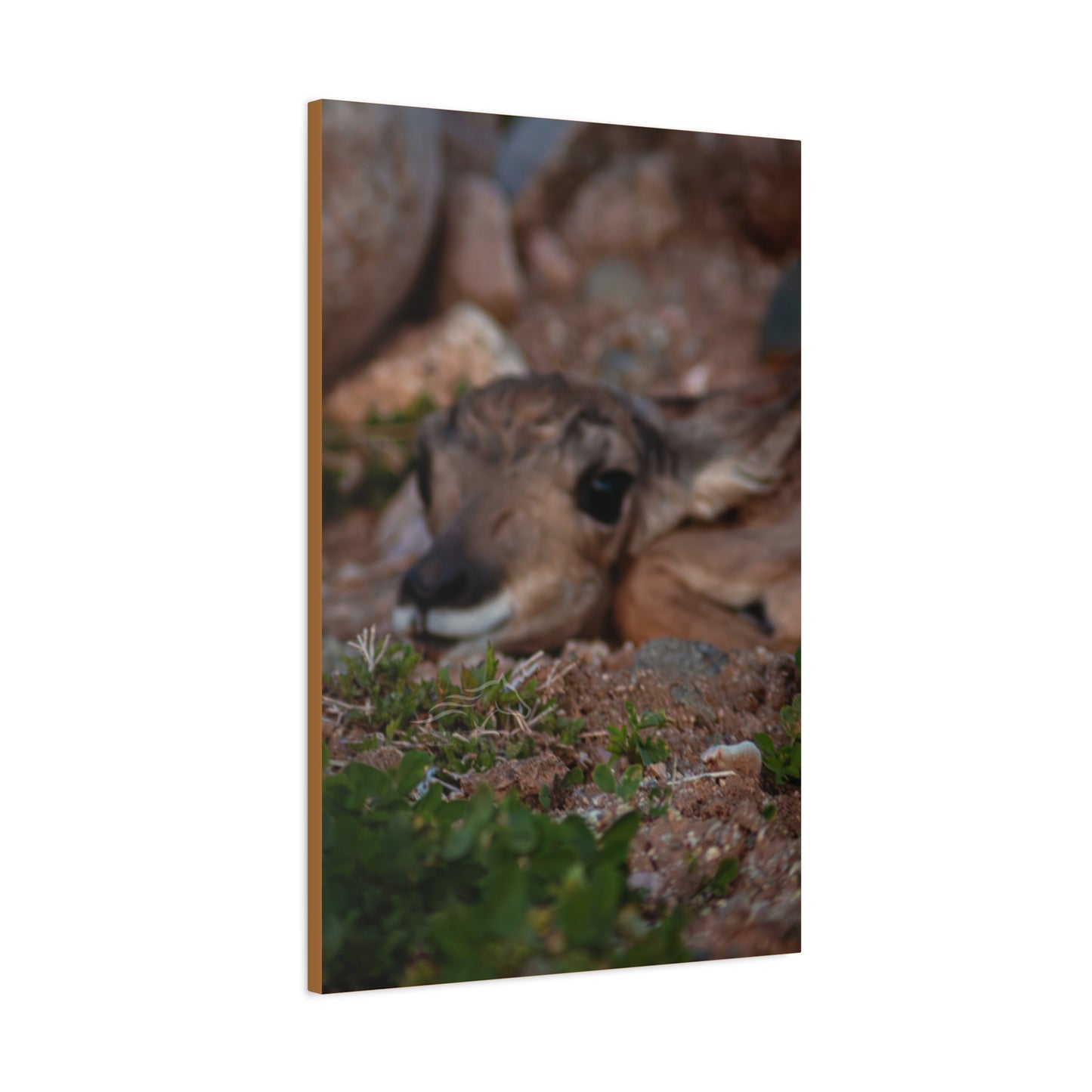 Gentle Antelope Fawn Canvas