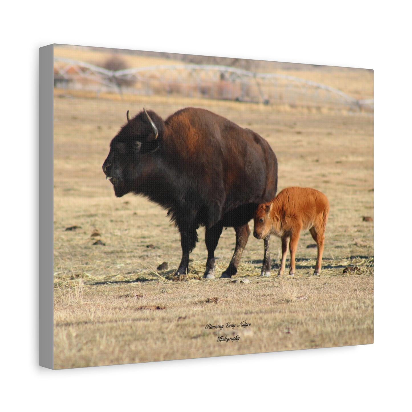 Momma and Baby Buffalo Matte Canvas, Stretched, 1.25"