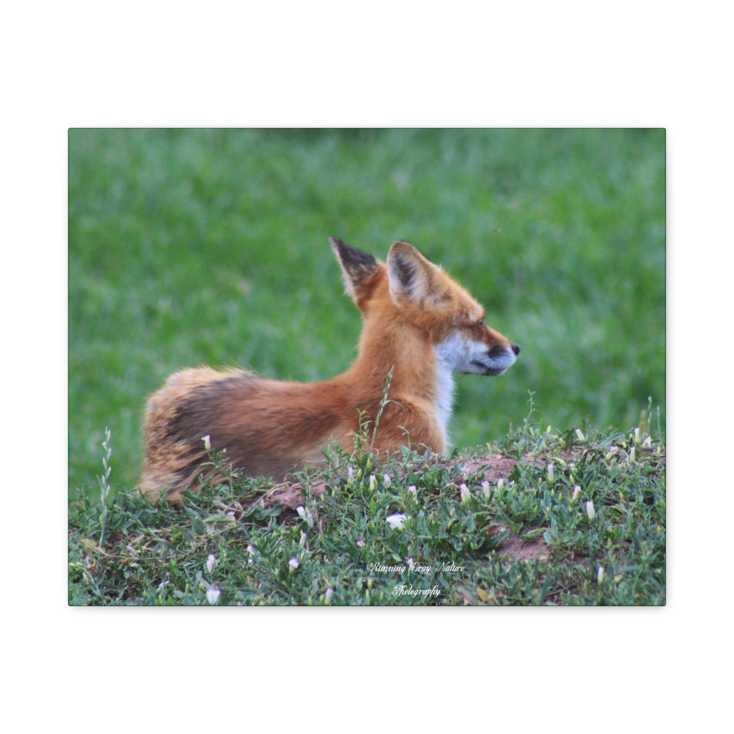 Red Tail Fox Matte Canvas, Stretched, 1.25"