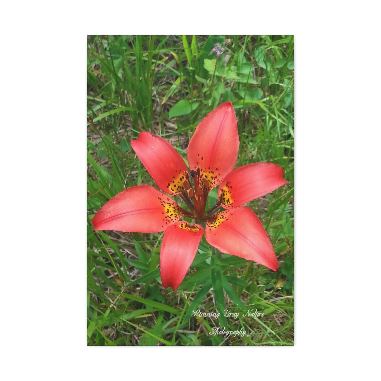 Red Tiger Lily Matte Canvas, Stretched, 1.25"