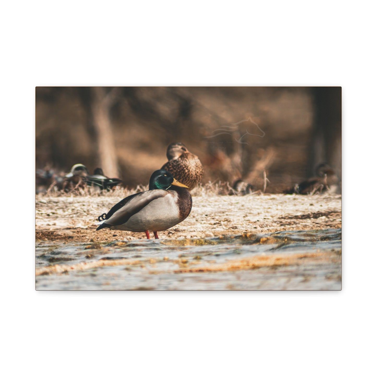 Nature-Inspired Duck Canvas