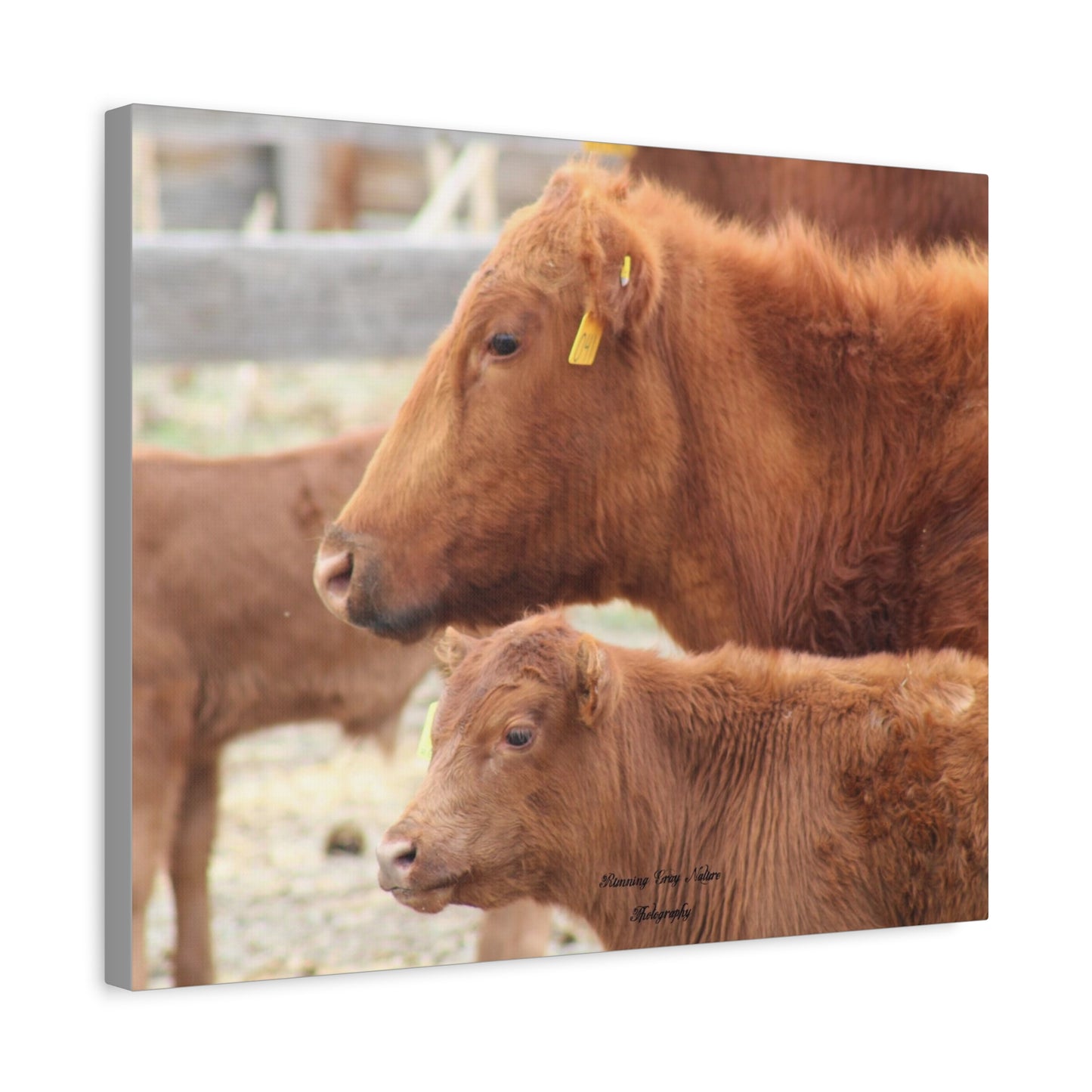 Momma and Baby Calf Matte Canvas, Stretched, 1.25"