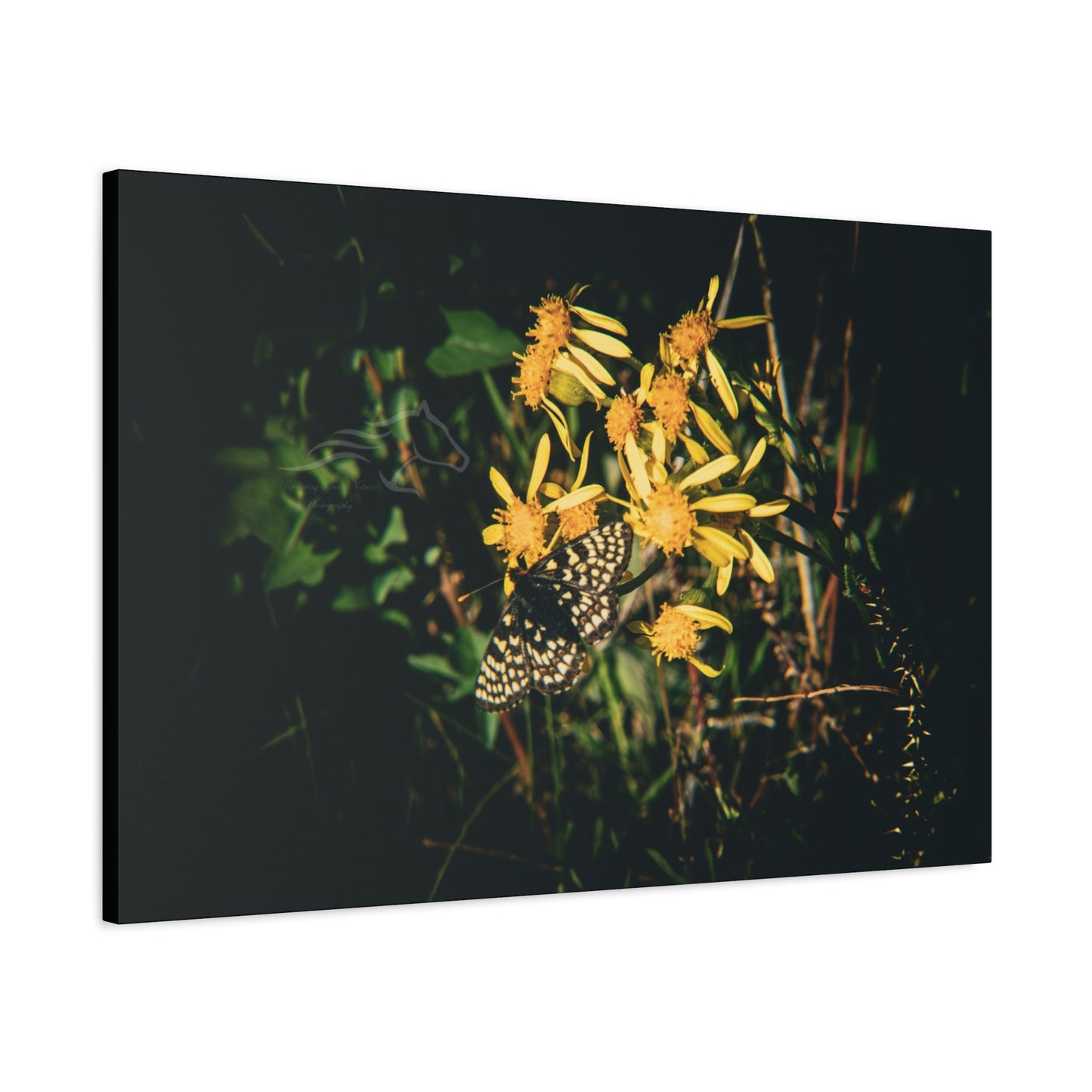 Checkerspot Butterfly Canvas