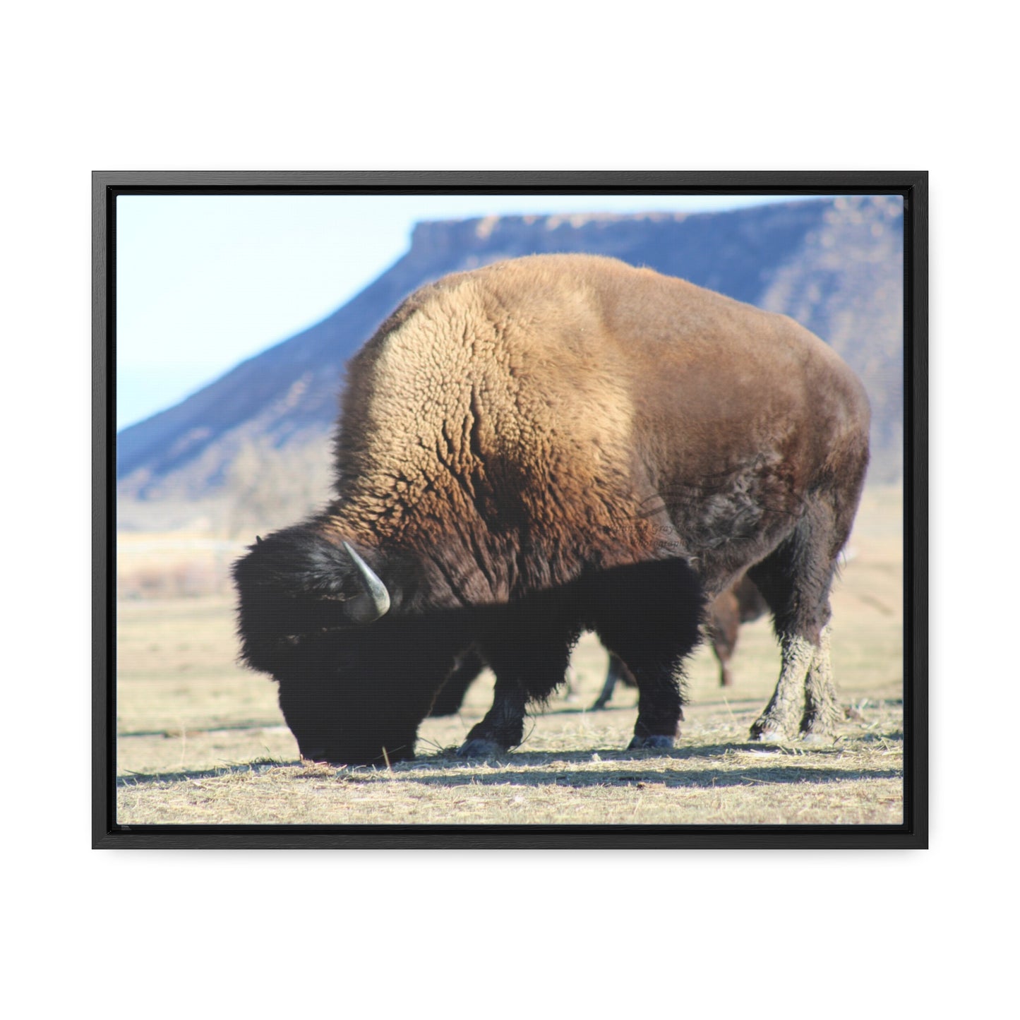 Big Daddy Buffalo Gallery Canvas Wraps, Horizontal Frame