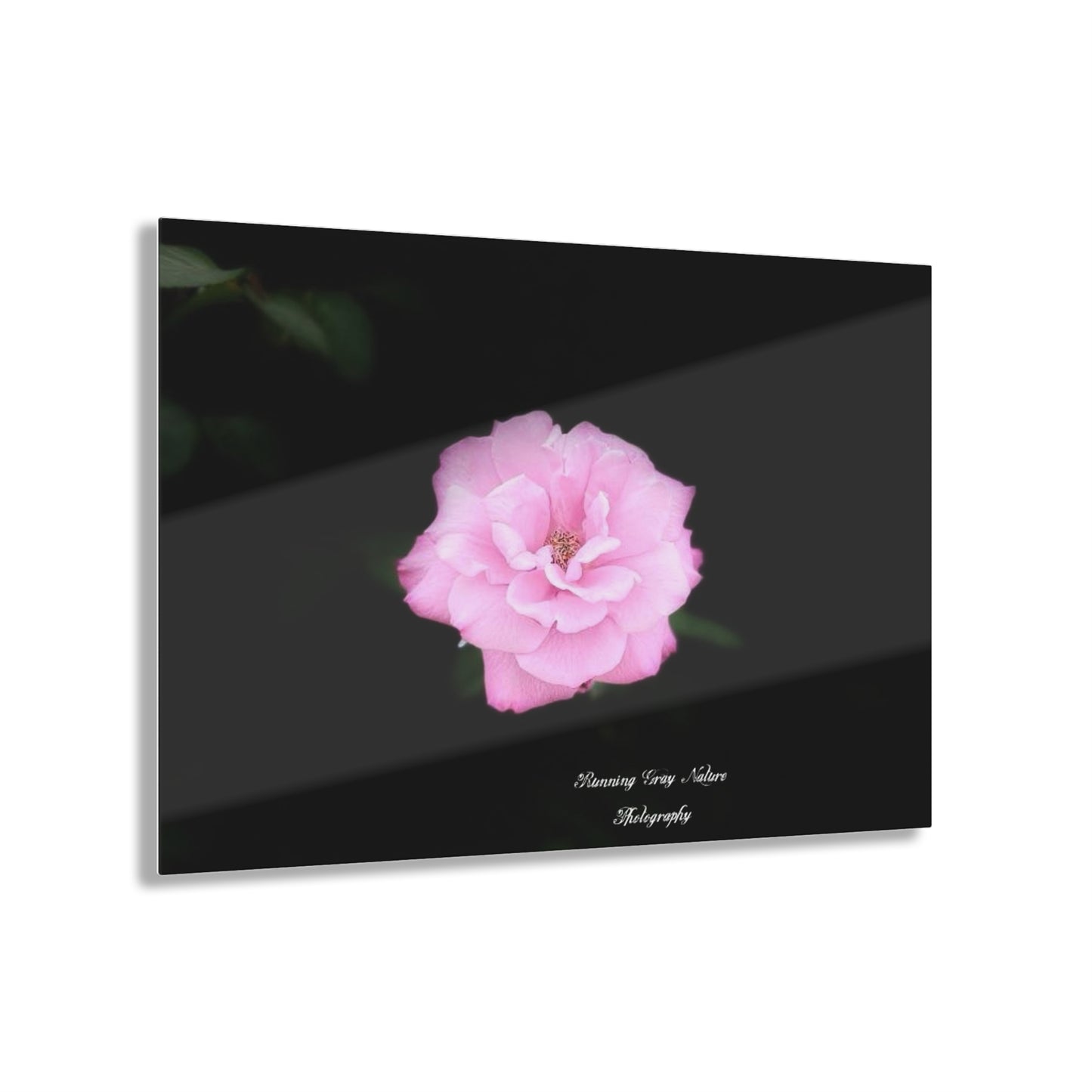 Rose Acrylic Prints