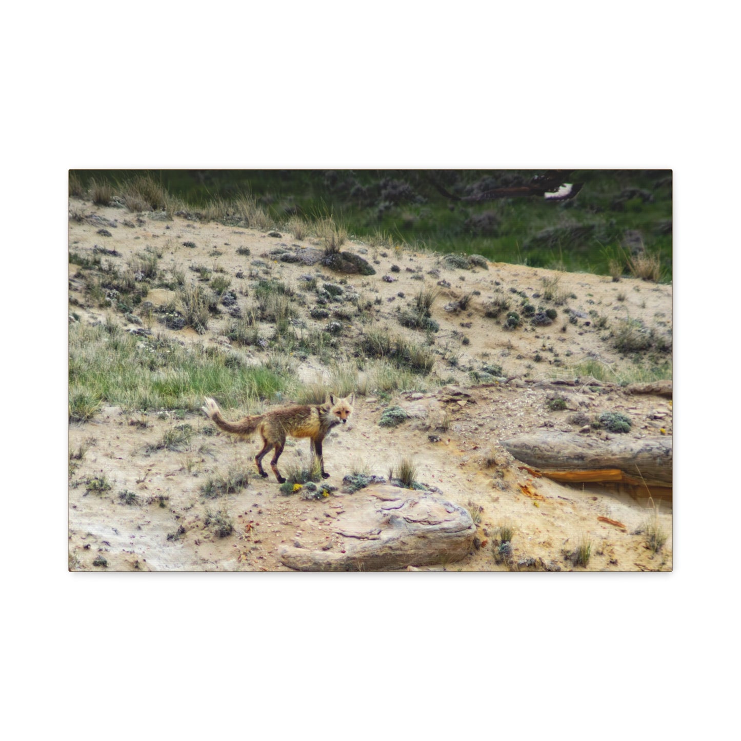 Swift fox and an Eagle