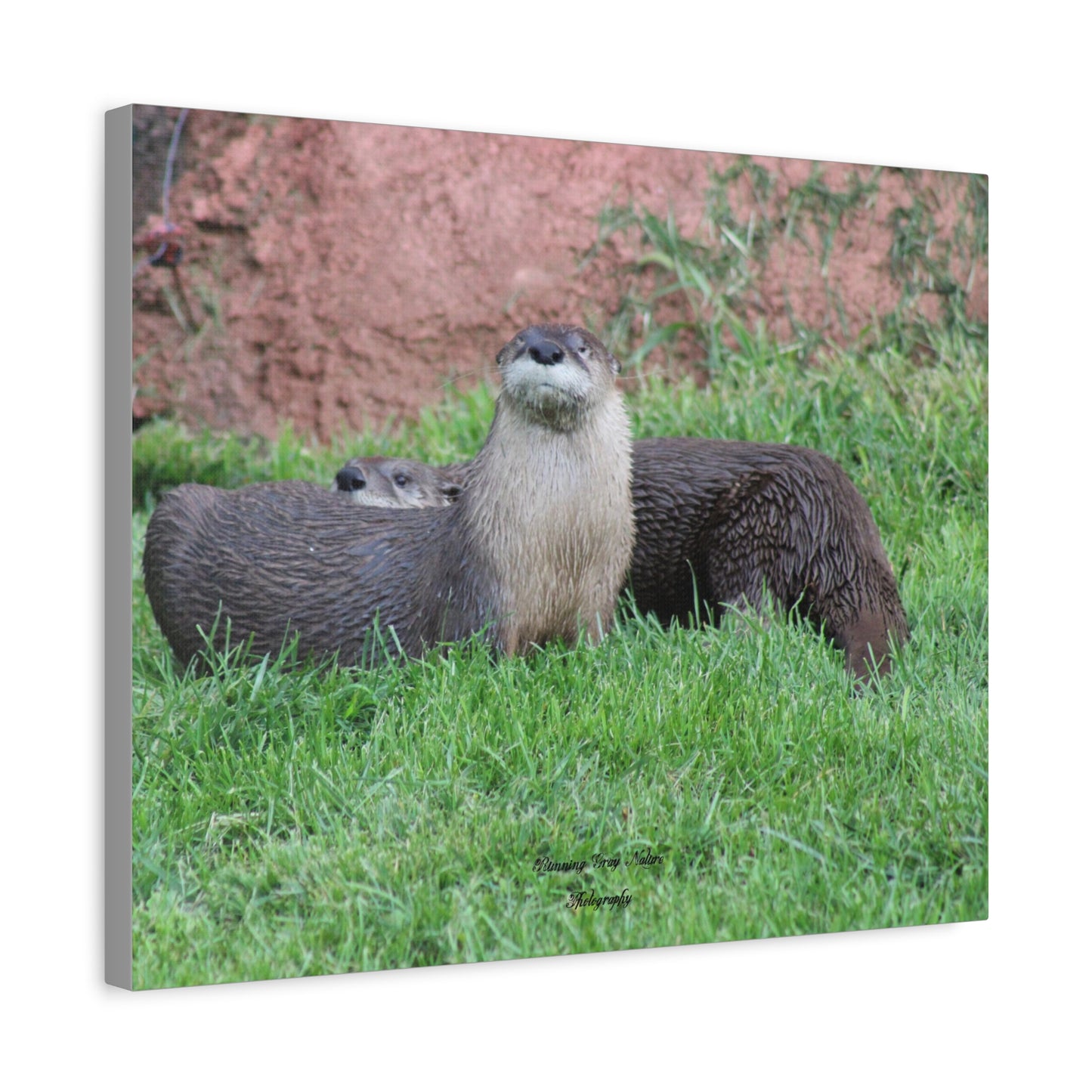 Otter Matte Canvas, Stretched, 1.25"