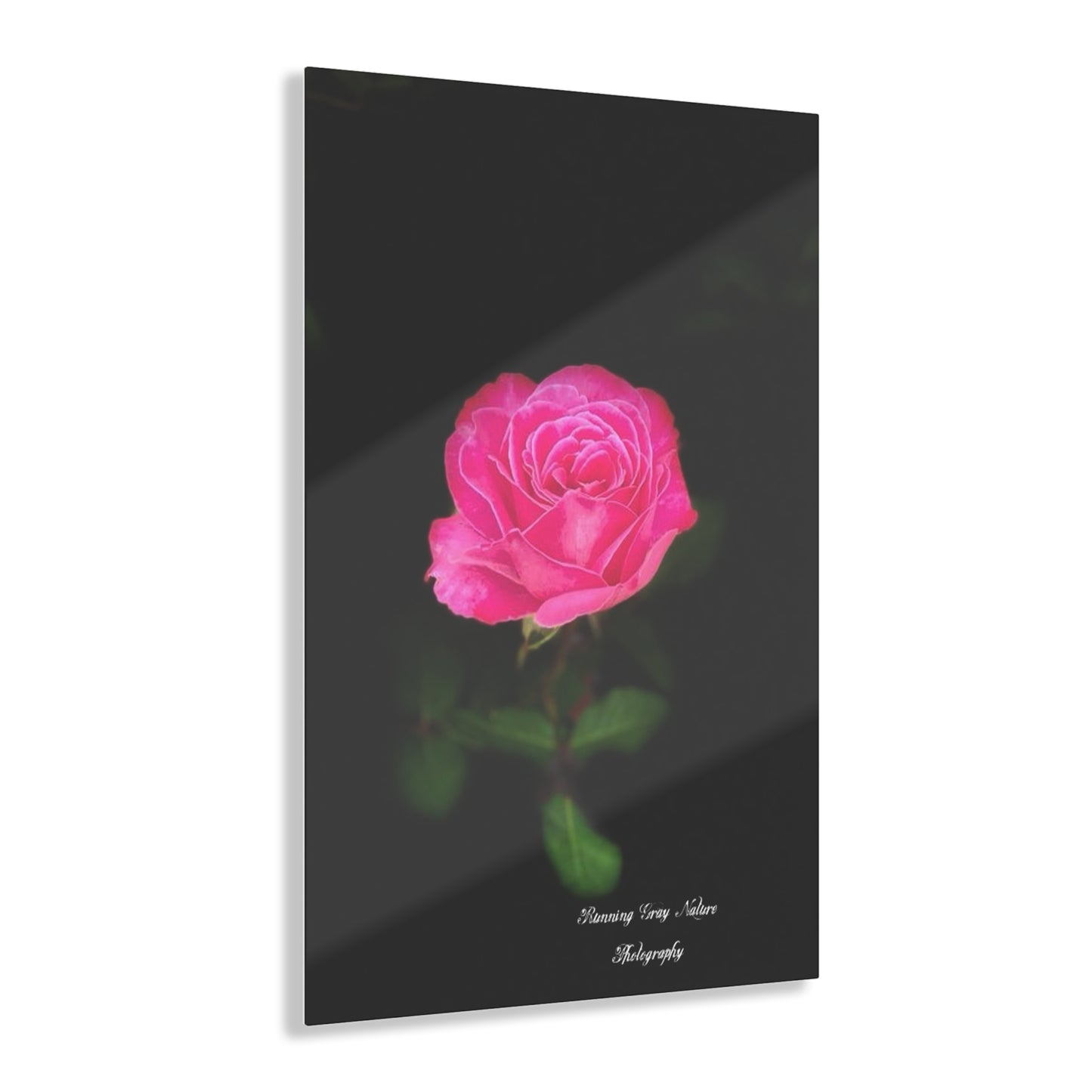 A Pink Peace Rose Acrylic Prints