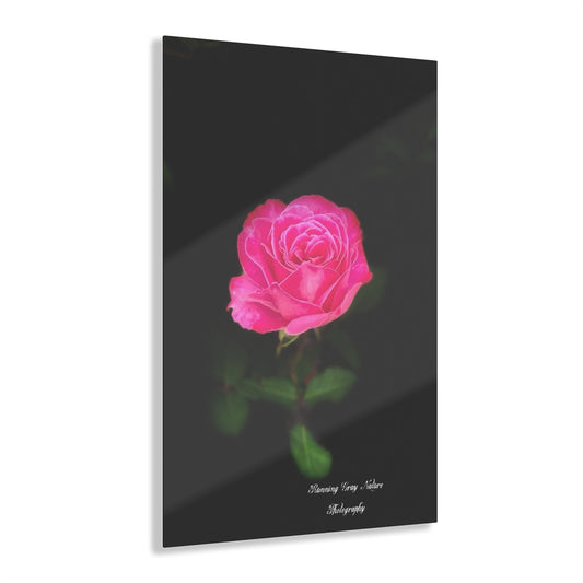 A Pink Peace Rose Acrylic Prints