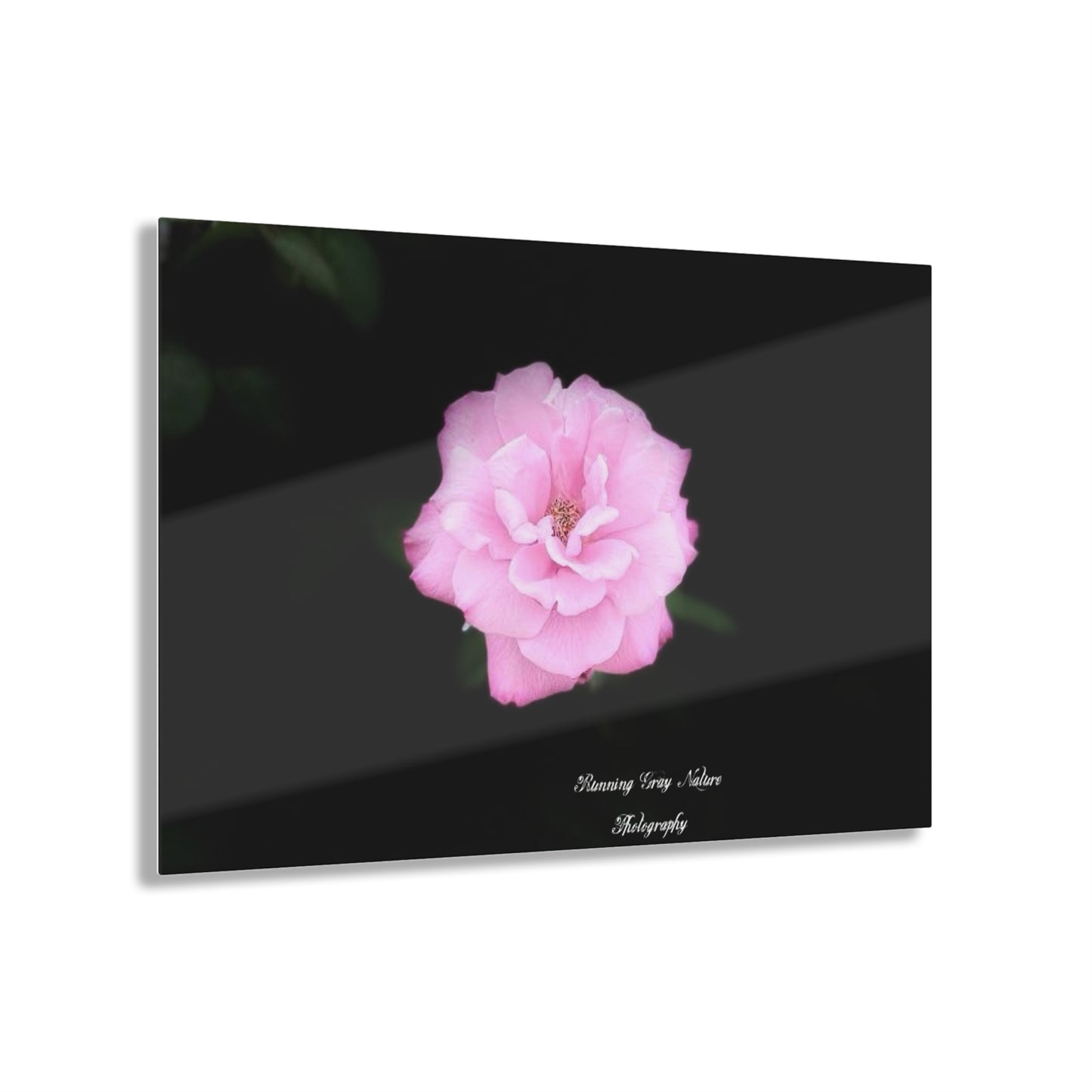 Rose Acrylic Prints