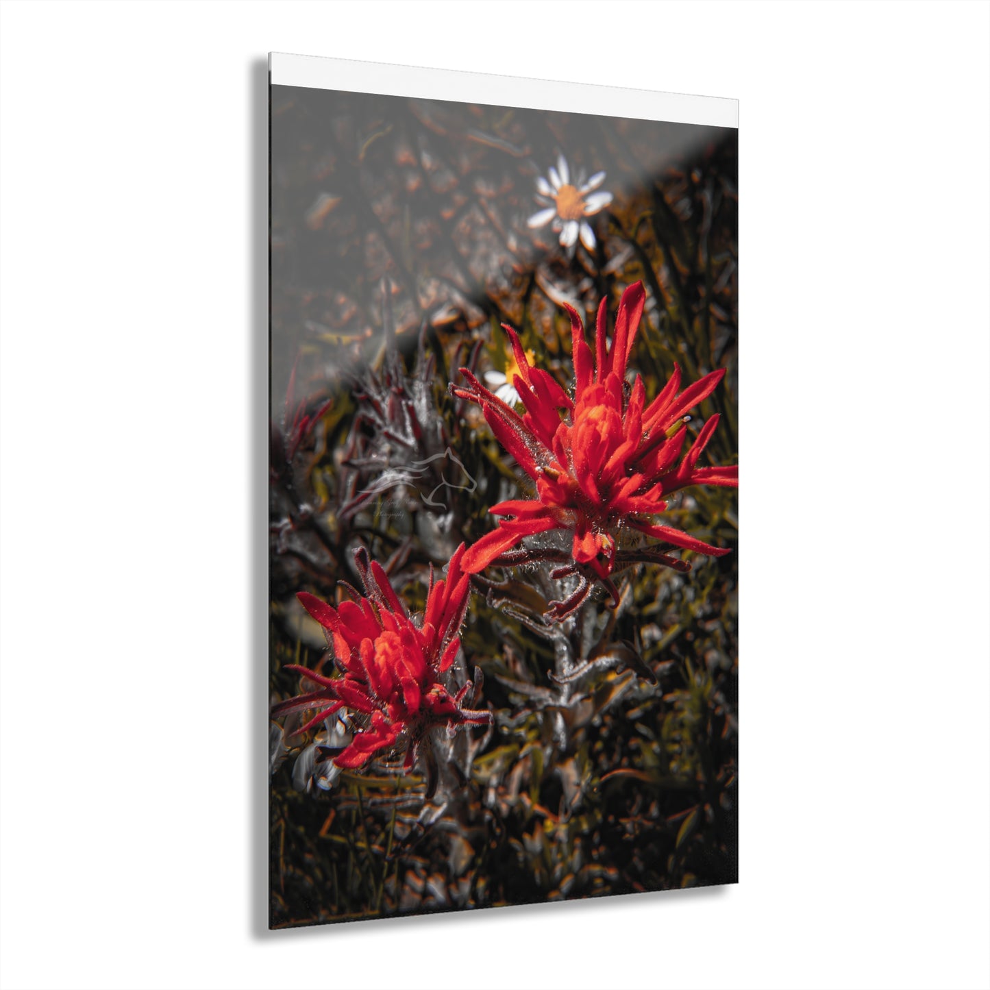 Black and Red Indian Paint Brush Acrylic