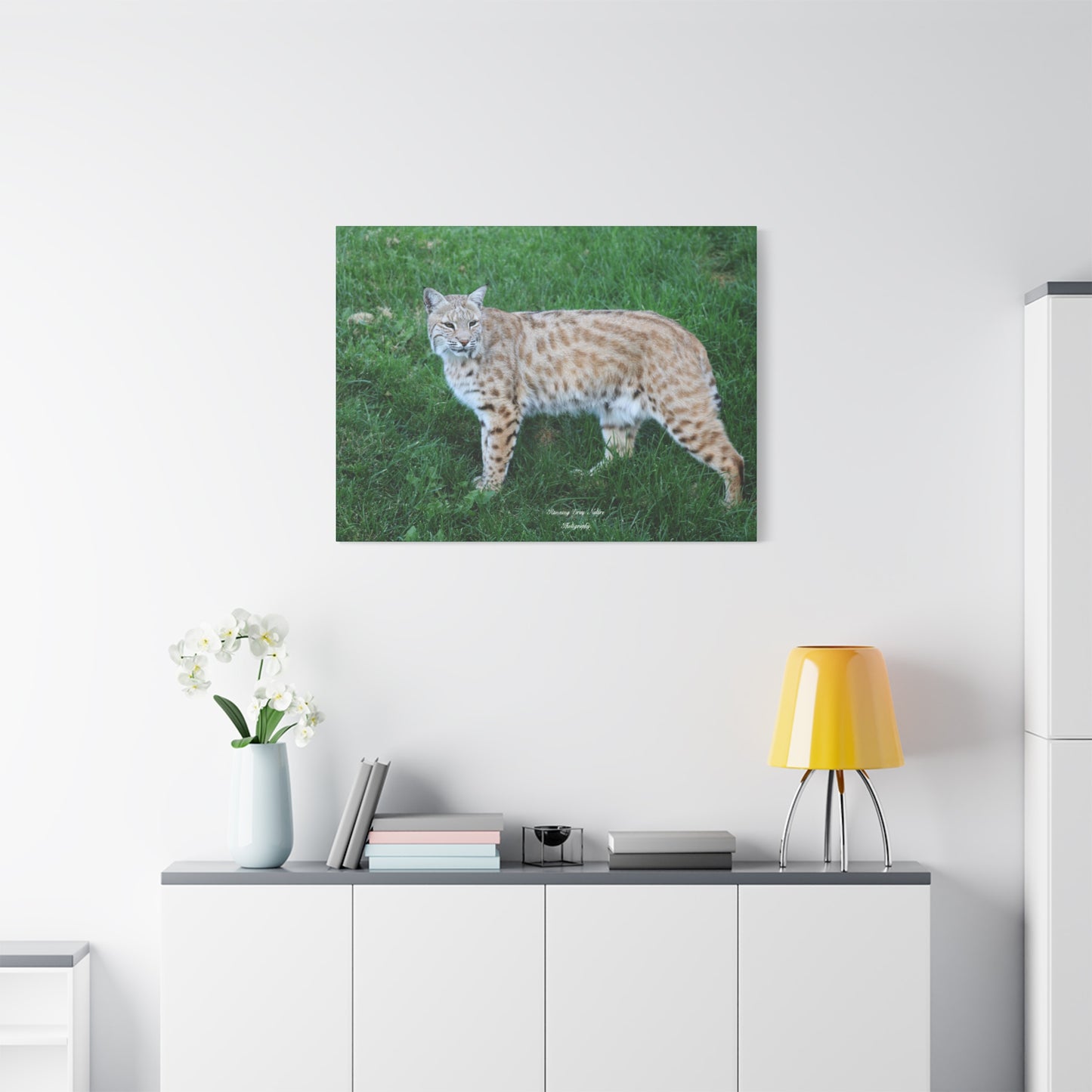 Bobcat Matte Canvas, Stretched, 1.25"