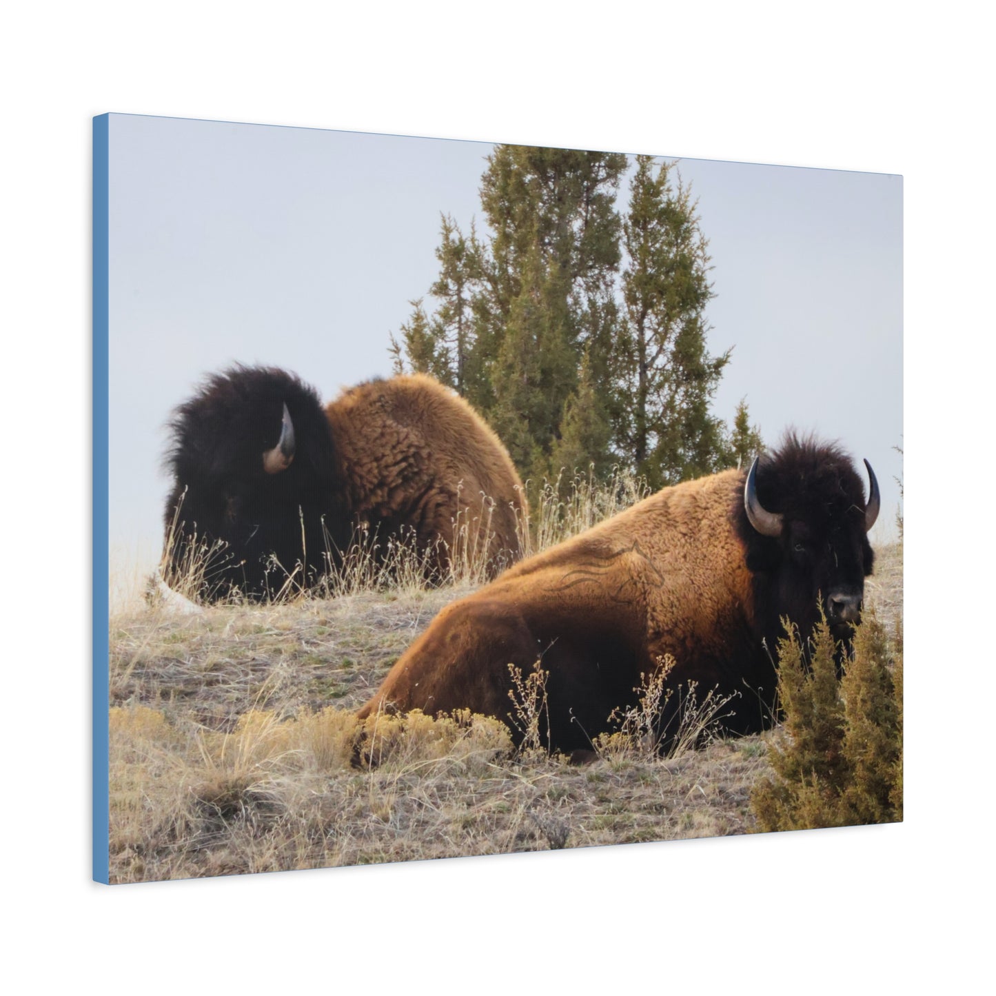 Two Bull Buffalo Canvas