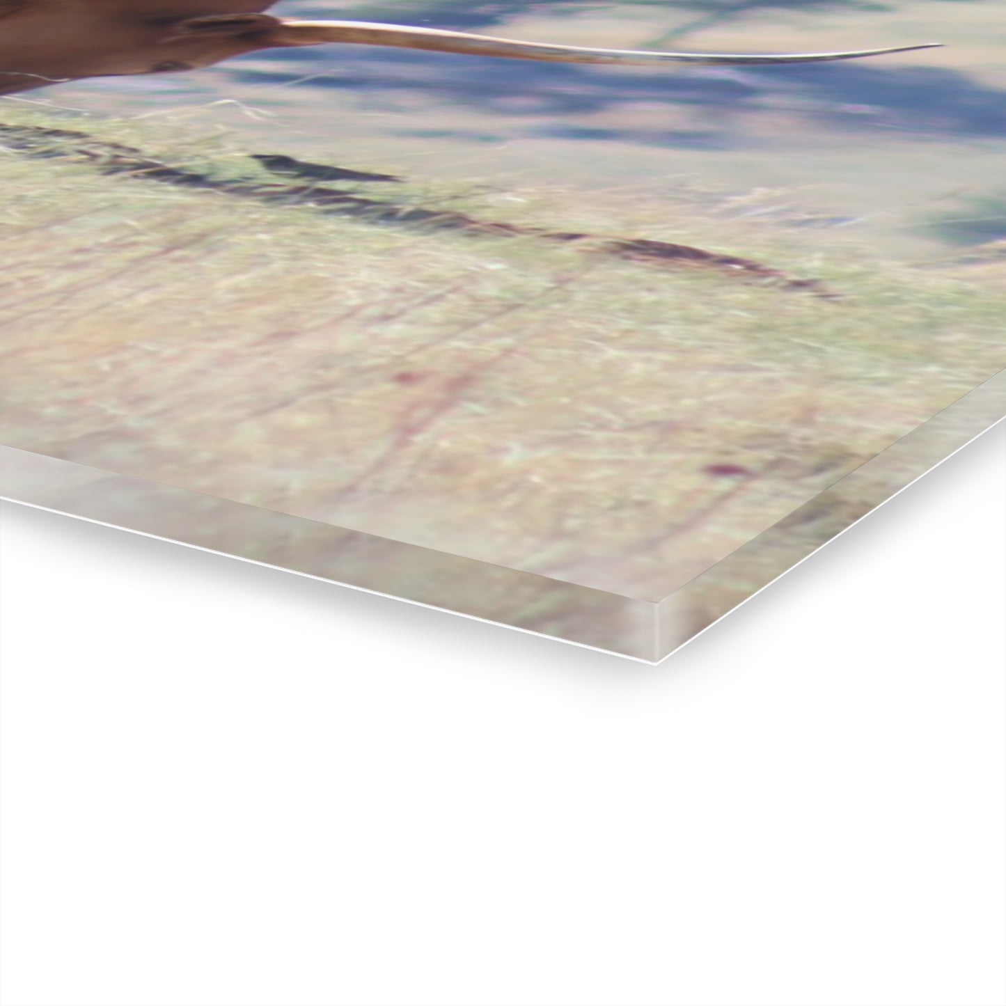 Long Horn and Buffalo Acrylic