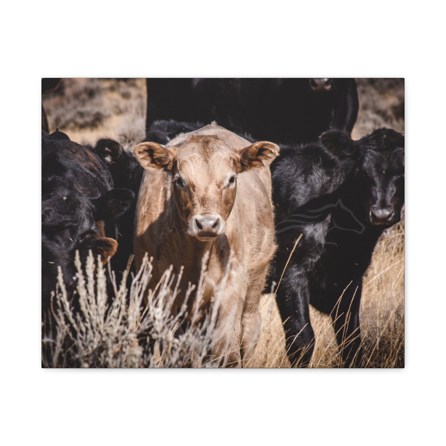 Baby Blonde Calf