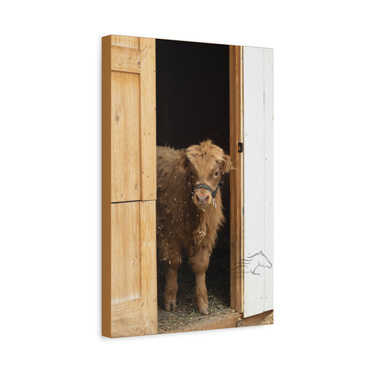 Little Highlander Canvas