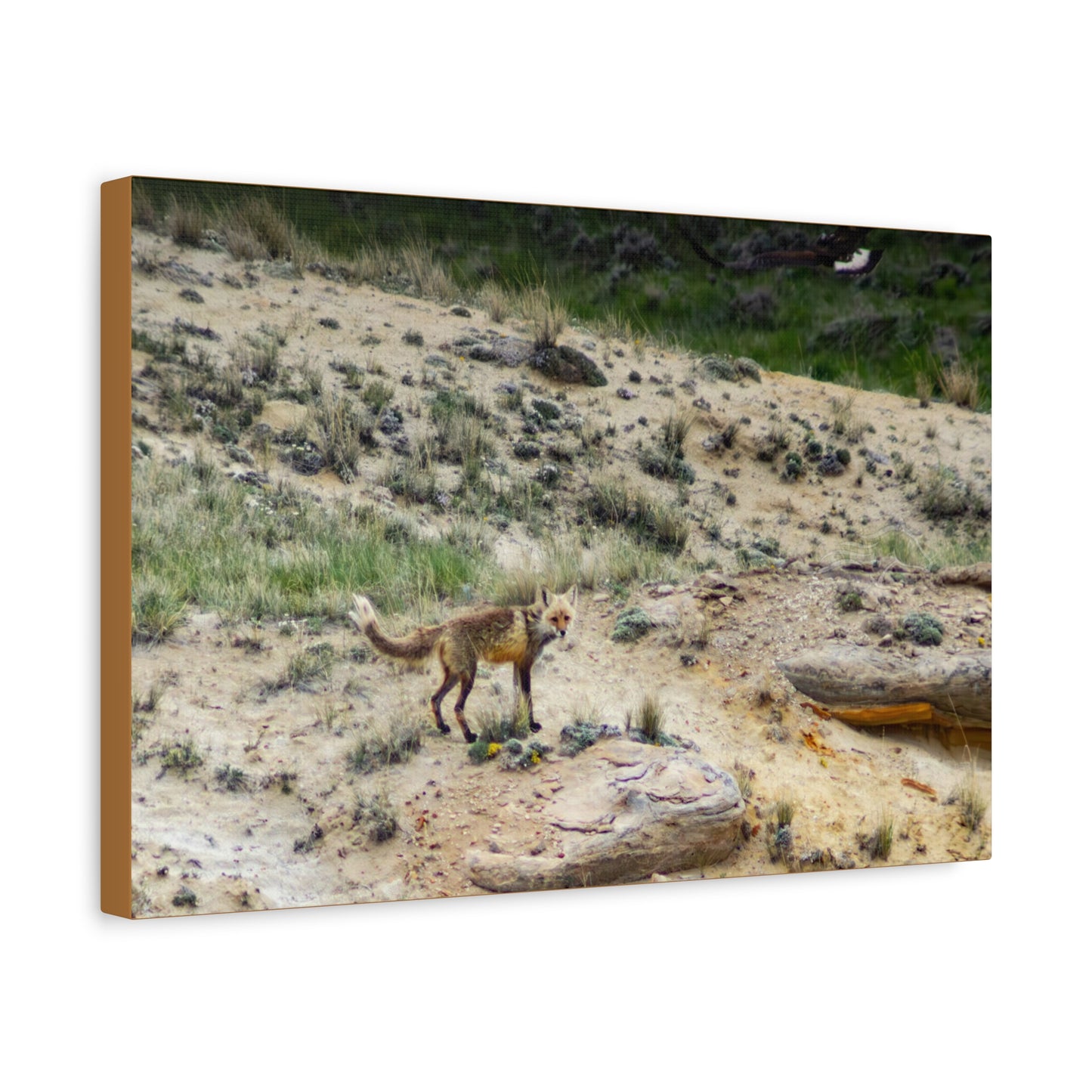 Swift fox and an Eagle