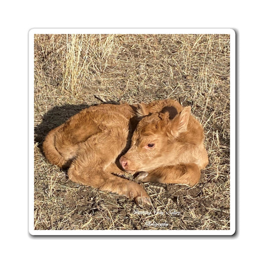 Baby Calf Magnets