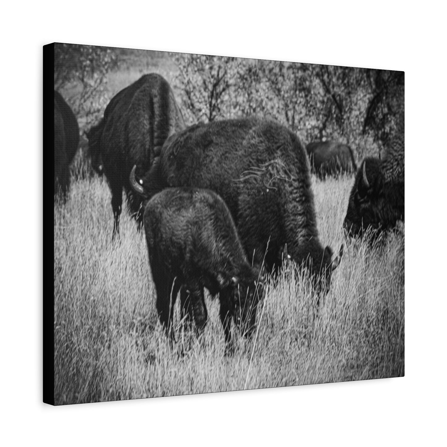 Black and White Buffalo Canvas