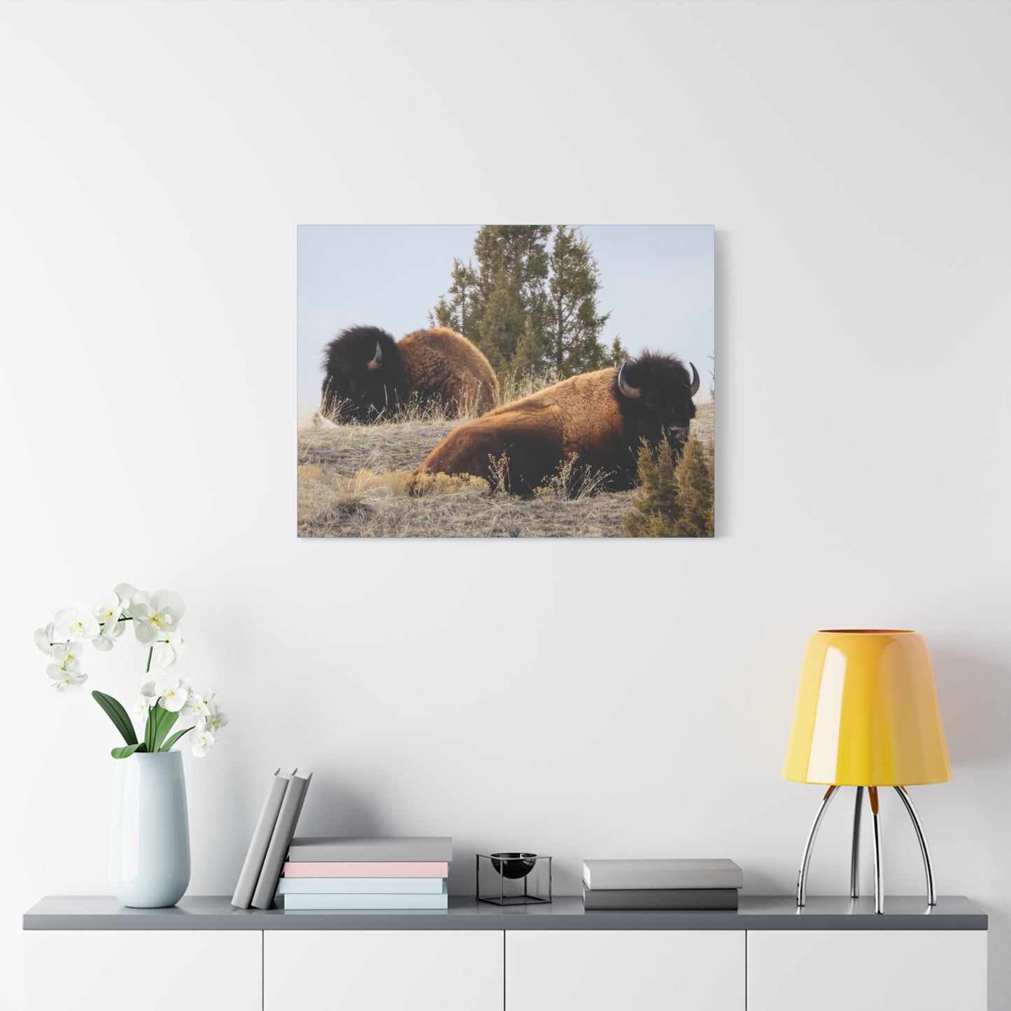 Two Bull Buffalo Canvas