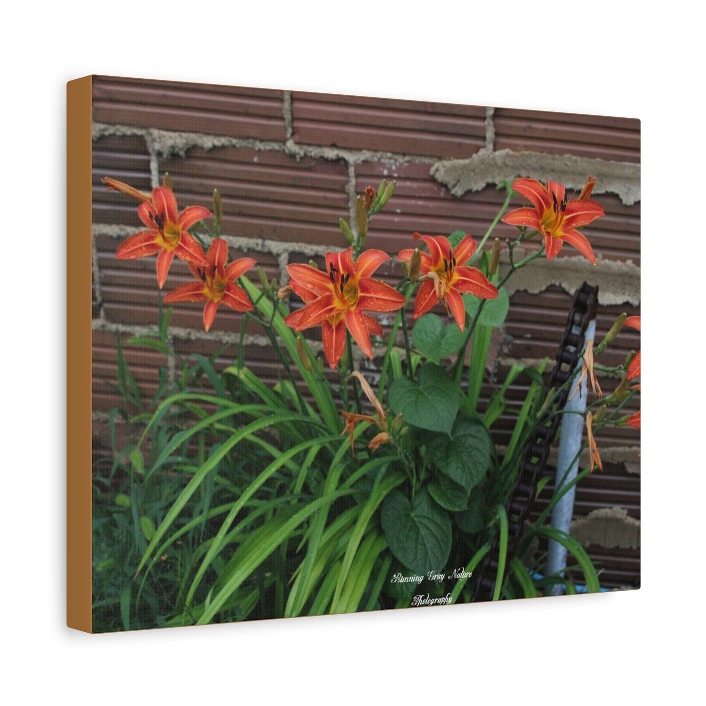 Orange Tiger Day Lily Matte Canvas, Stretched, 1.25"