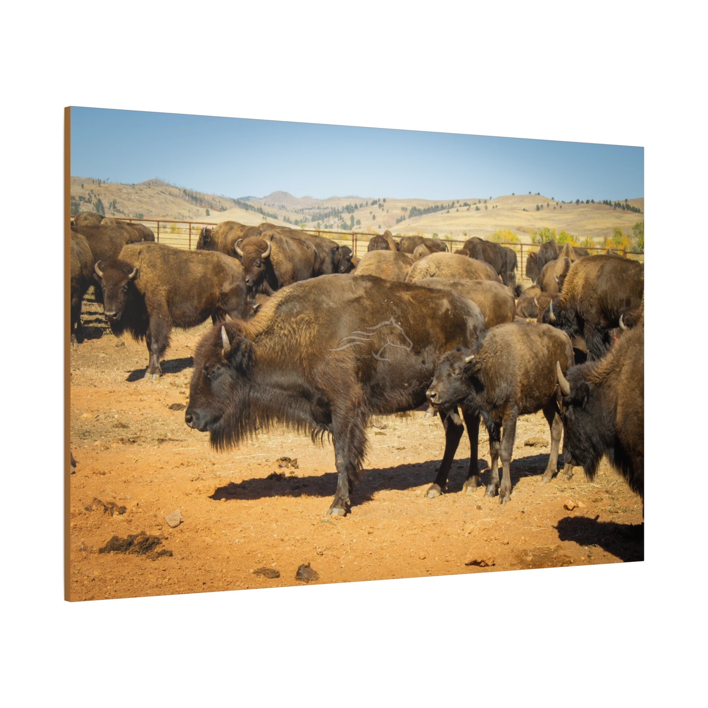 Momma and Baby Buffalo Canvas