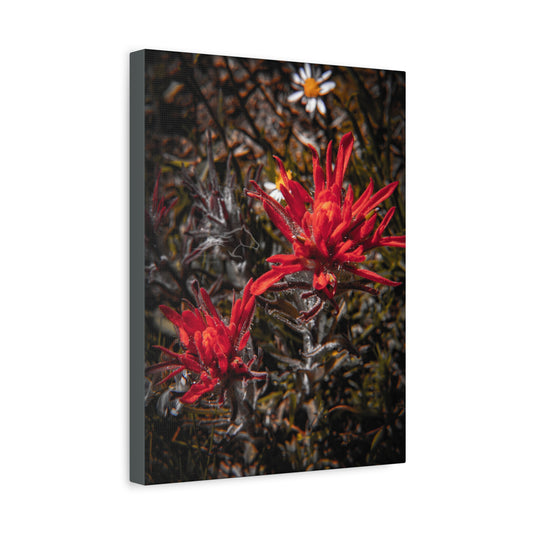 Black and Red Indian Paint Brush Canvas