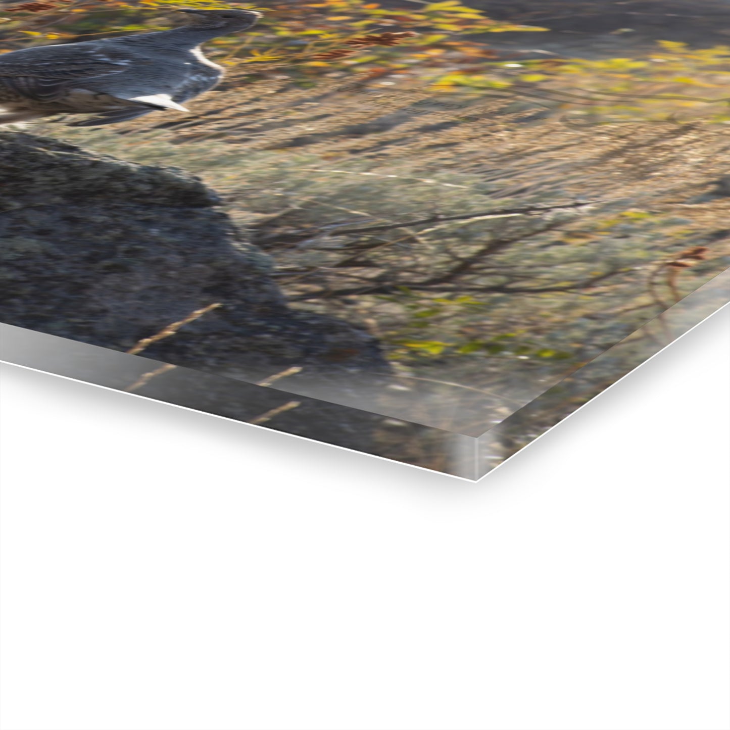 Wyoming Sage Grouse Acrylic