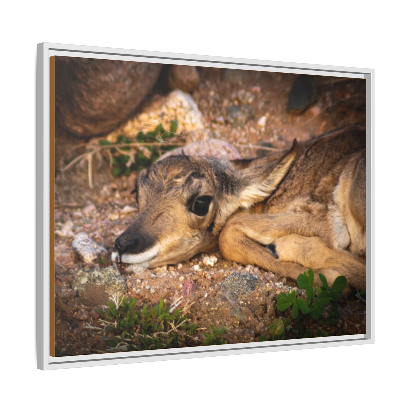 Baby Antelope Framed Canvas