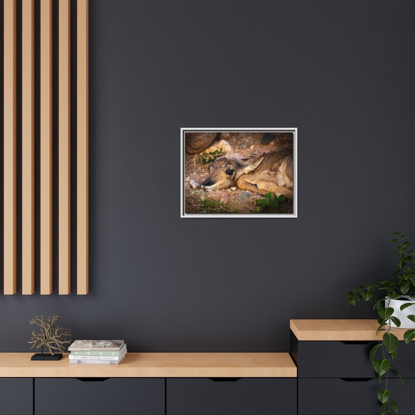 Baby Antelope Framed Canvas