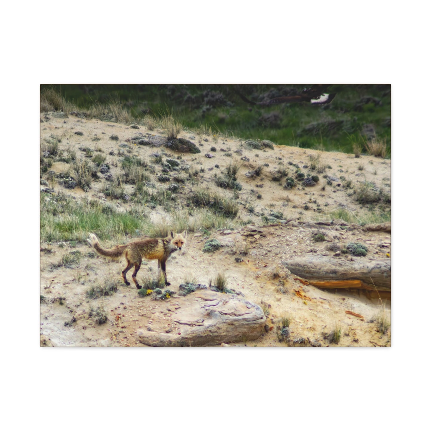 Swift fox and an Eagle