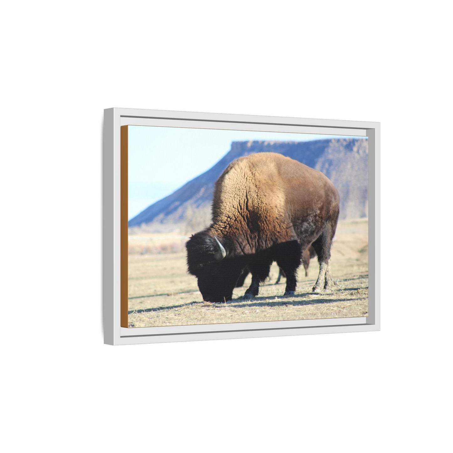 Big Daddy Buffalo Framed Canvas