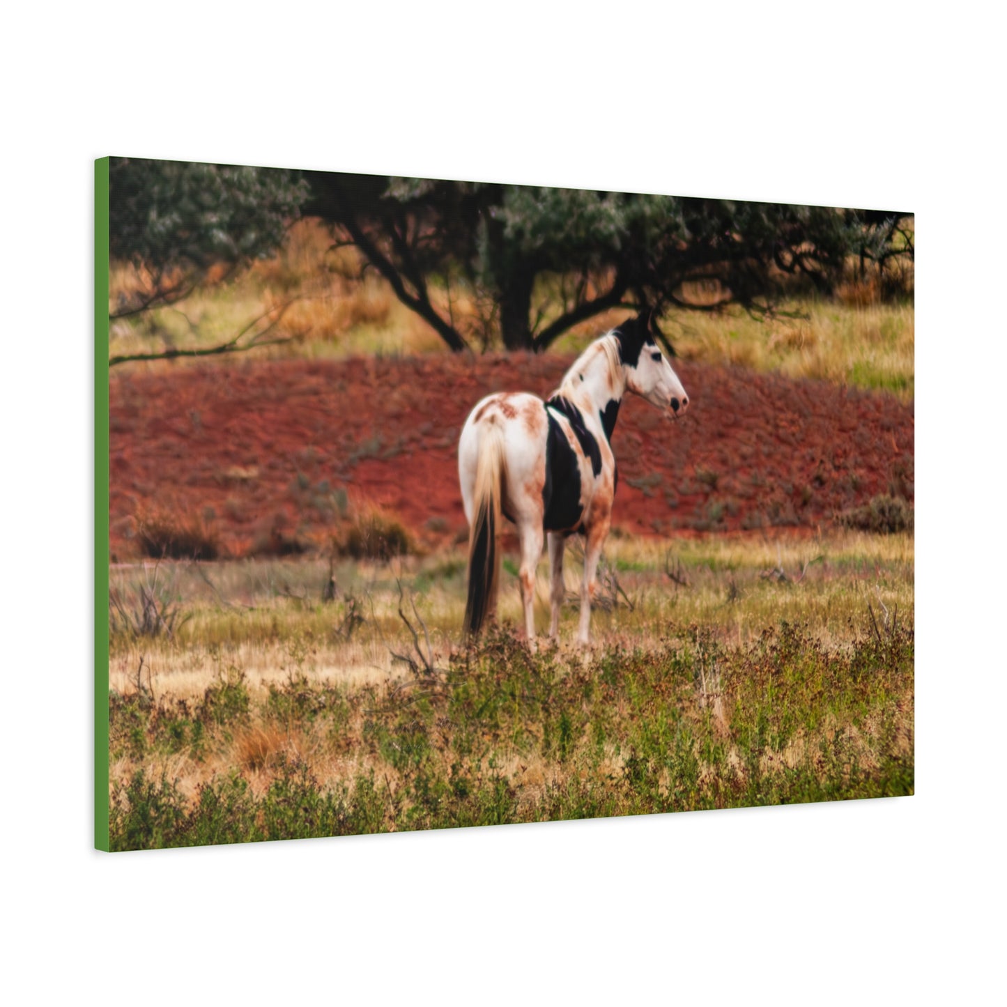 Painted Horse Canvas