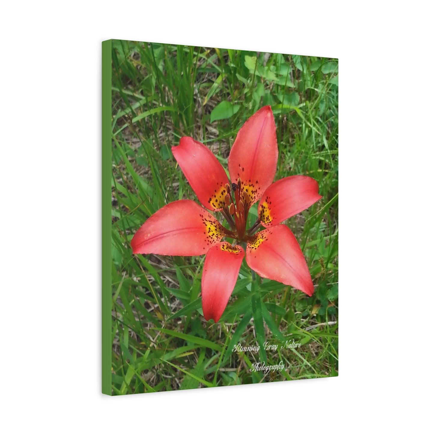 Red Tiger Lily Matte Canvas, Stretched, 1.25"