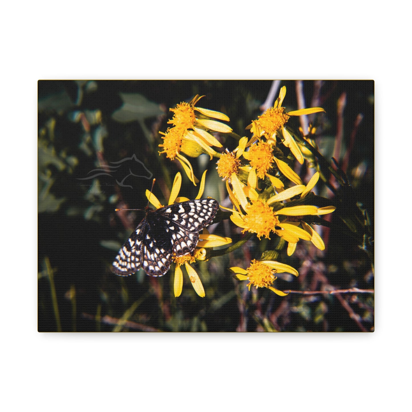 Butterfly Bloom Canvas