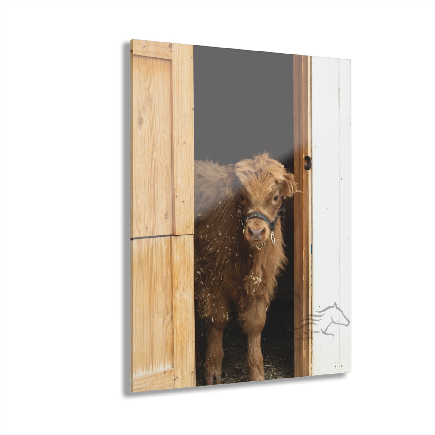 Little Highlander Acrylic