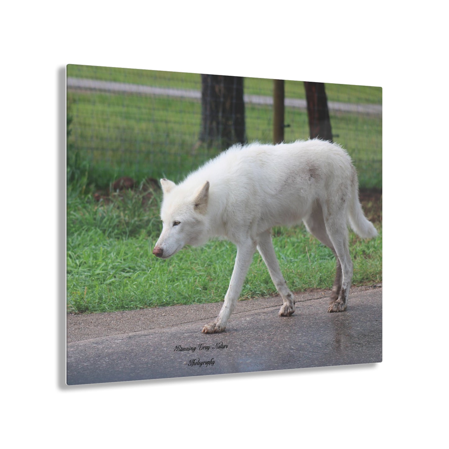 White Wolf Acrylic Prints